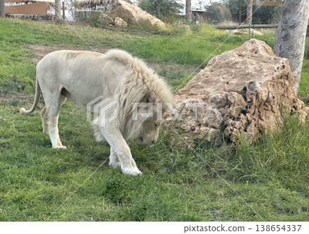 White Lion (lat. Panthera leo) 138654337