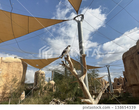 Short-toed snake eagle (lat.- Circaetus gallicus) 138654339