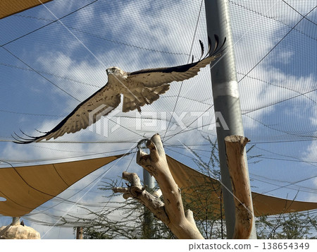 Short-toed snake eagle (lat.- Circaetus gallicus) Short-toed snake eagle (lat.- Circaetus gallicus) 138654349