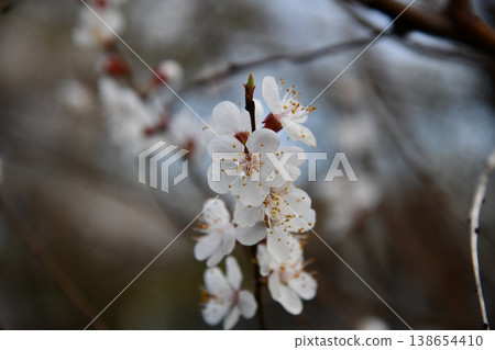 Abstract soft focus sunset field landscape of yellow flowers and grass meadow warm golden hour sunset sunrise time. Tranquil spring summer nature closeup and blurred forest background. Idyllic 138654410