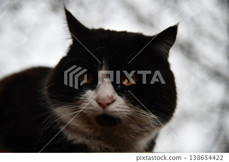 A lilac British cat looking up. The cat opened his mouth with a mad look. The concept of an animal that is surprised or amazed. The figure of a cat on an isolated background of coral color. 138654422
