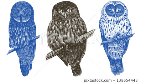 Realistic great grey owl, tawny and Ural owl bird illustration drawing in traditional hand drawn Realistic great grey owl, tawny and Ural owl bird illustration drawing in traditional hand drawn 138654448