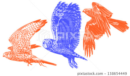 Realistic short eared owl kestrel and marsh harrier bird illustration drawing in traditional hand 138654449