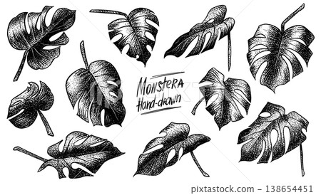Monstera plant leaves. Tropical botanical illustration with hand drawn leaf in dot work style. 138654451