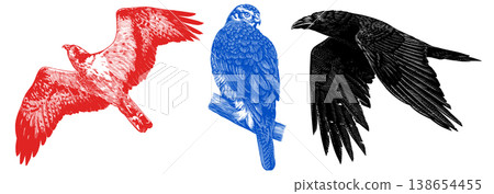 Realistic osprey, black crow or raven and goshawk bird illustration drawing in traditional hand Realistic osprey, black crow or raven and goshawk bird illustration drawing in traditional hand 138654455