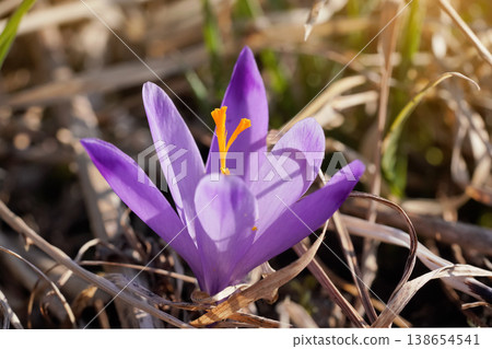 Sun shines on wild purple and yellow crocus flower growing in spring dry grass Sun shines on wild purple and yellow crocus flower growing in spring dry grass 138654541