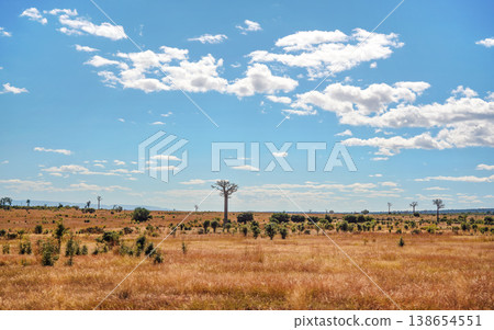 Flat land with low grass, some baobab trees growing in distance, typical landscape of Maninday, region Madagascar Flat land with low grass, some baobab trees growing in distance, typical landscape of Maninday, region Madagascar 138654551