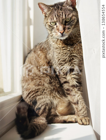 Older gray and brown male cat sitting on sun lit window pane Older gray and brown male cat sitting on sun lit window pane 138654554