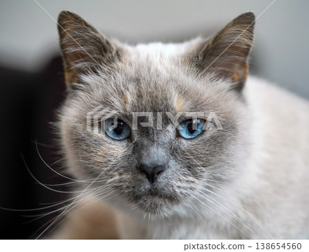 Older gray cat with piercing blue eyes, closeup detail 138654560