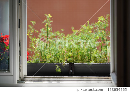 Dill herbs growing in pot on apartment home window Dill herbs growing in pot on apartment home window 138654565