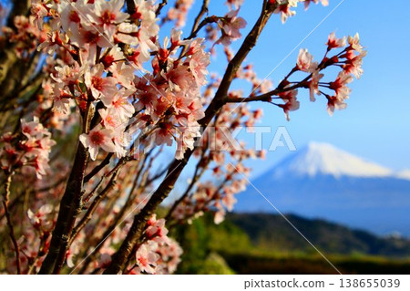 Enjoying the view of cherry blossoms and the Fujikawa River together... the sacred Mount Fuji. 138655039