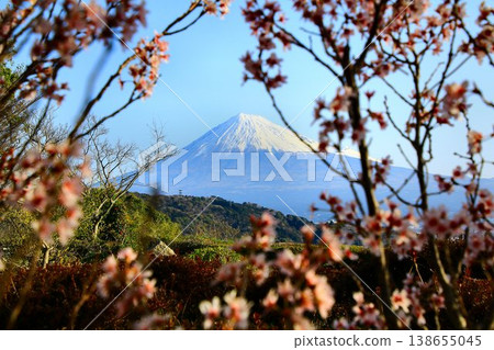 一起欣賞櫻花和藤川的美景…神聖的富士山。 138655045