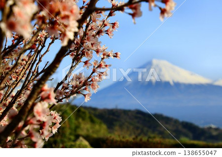Enjoying the view of cherry blossoms and the Fujikawa River together... the sacred Mount Fuji. Enjoying the view of cherry blossoms and the Fujikawa River together... the sacred Mount Fuji. 138655047