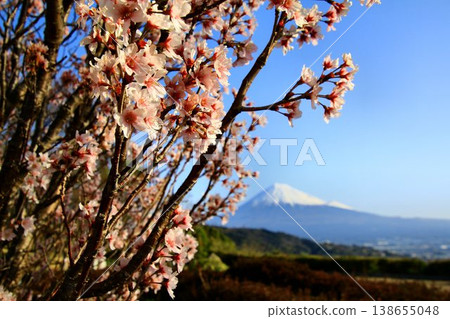 Enjoying the view of cherry blossoms and the Fujikawa River together... the sacred Mount Fuji. Enjoying the view of cherry blossoms and the Fujikawa River together... the sacred Mount Fuji. 138655048