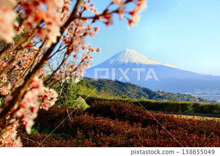Enjoying the view of cherry blossoms and the Fujikawa River together... the sacred Mount Fuji. Enjoying the view of cherry blossoms and the Fujikawa River together... the sacred Mount Fuji. 138655049
