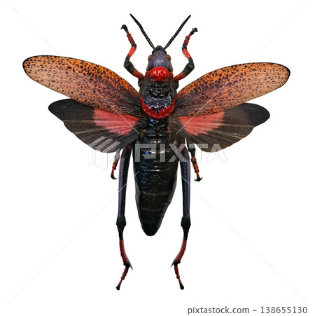 A red grasshopper Dictyophorus spumans stands isolated on a plain background. The grasshopper shows clear details of its body and wings under natural light. A red grasshopper Dictyophorus spumans stands isolated on a plain background. The grasshopper shows clear details of its body and wings under natural light. 138655130