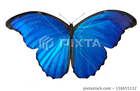 A Morpho didius butterfly shows its bright blue wings fully spread out. This butterfly is found in tropical regions. It rests quietly, displaying its vibrant colors. A Morpho didius butterfly shows its bright blue wings fully spread out. This butterfly is found in tropical regions. It rests quietly, displaying its vibrant colors. 138655132