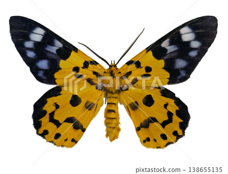 A yellow moth Dysphania militaris is isolated on a white background. The wings display a pattern of black spots and blue edges. The moth is in a natural position for observation. 138655135