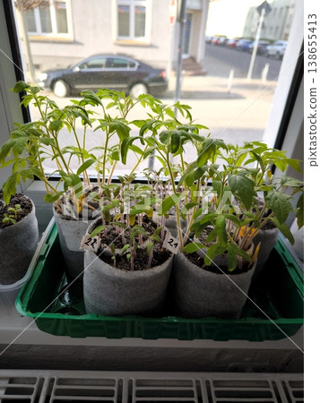 Green tomato seedlings in paper cups on a windowsill in spring Green tomato seedlings in paper cups on a windowsill in spring 138655413