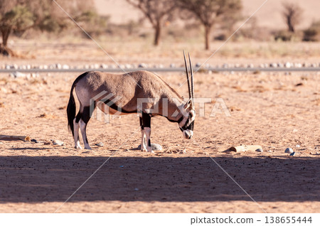 Oryx in Namibia Oryx in Namibia 138655444