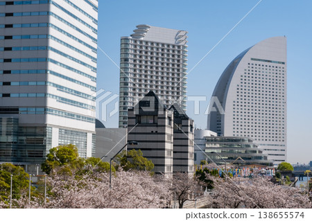 Cherry blossoms in full bloom and skyscrapers in the Minato Mirai area 138655574