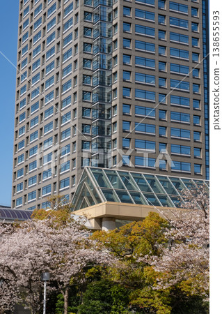 Cherry blossoms in full bloom and skyscrapers in the Minato Mirai area Cherry blossoms in full bloom and skyscrapers in the Minato Mirai area 138655593