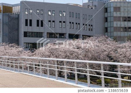 Cherry blossoms in full bloom and skyscrapers in the Minato Mirai area Cherry blossoms in full bloom and skyscrapers in the Minato Mirai area 138655639