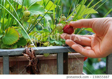 Closeup of the hand of a girl harvesting strawberry in balcony garden, growing in a brown plastic planter, picking single ripe strawberry from the plant. 138655887