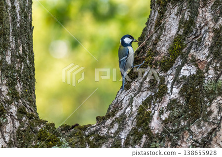 Familiar wild birds Familiar wild birds 138655928