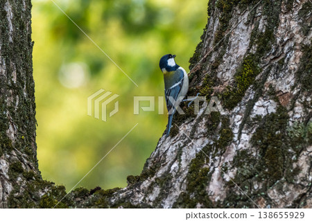 Familiar wild birds Familiar wild birds 138655929