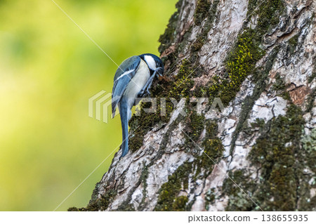 熟悉的野鳥 熟悉的野鳥 138655935