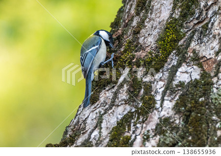 熟悉的野鳥 熟悉的野鳥 138655936