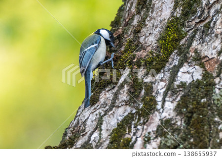 Familiar wild birds Familiar wild birds 138655937
