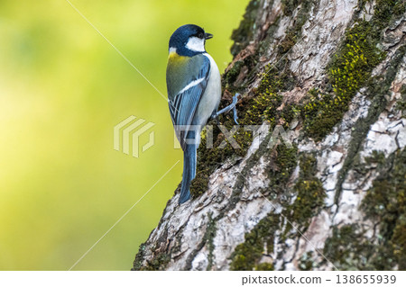 熟悉的野鳥 熟悉的野鳥 138655939
