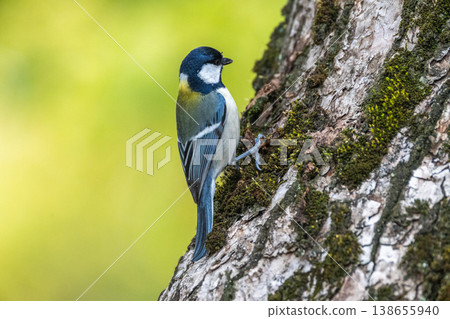 熟悉的野鳥 138655940