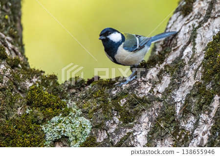 Familiar wild birds Familiar wild birds 138655946