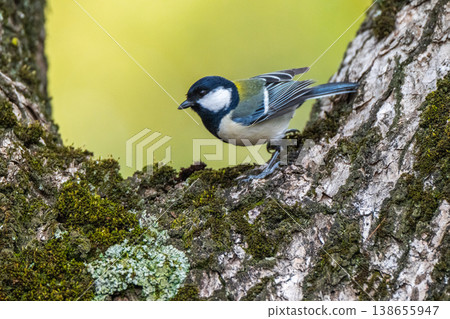 Familiar wild birds Familiar wild birds 138655947