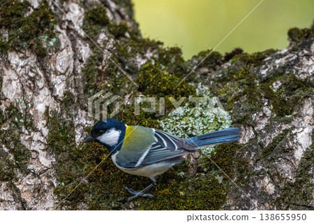 熟悉的野鳥 熟悉的野鳥 138655950