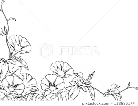 牽牛花線條畫框 牽牛花線條畫框 138656174