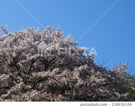 櫻花盛開 櫻花盛開 138656184