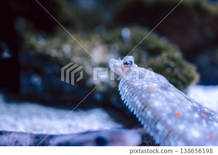 Close-up of a flounder hiding in the sandy bottom and its orange spots. Close-up of a flounder hiding in the sandy bottom and its orange spots. 138656198