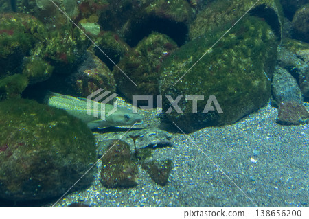 一條比目魚偽裝在沙質海底,一條大西洋鱈魚在岩石的陰影中游動。 一條比目魚偽裝在沙質海底,一條大西洋鱈魚在岩石的陰影中游動。 138656200