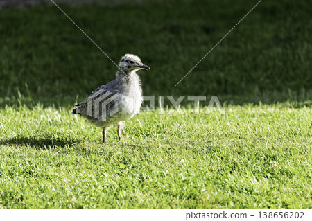 A young seagull standing on the grass A young seagull standing on the grass 138656202