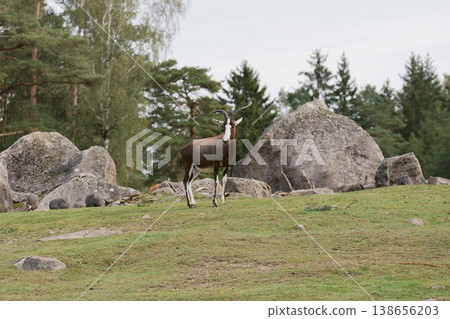 Bontebok stands in the grassland, with the forest stretching out behind it. Bontebok stands in the grassland, with the forest stretching out behind it. 138656203