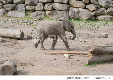A baby African elephant walking on the ground. A baby African elephant walking on the ground. 138656204