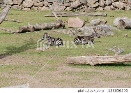 Profiles of two zebras sitting in a grassy field. Profiles of two zebras sitting in a grassy field. 138656205
