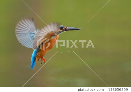A kingfisher hovering above the water's surface. A decisive moment of a wild bird and its beautiful cobalt blue feathers. 138656209