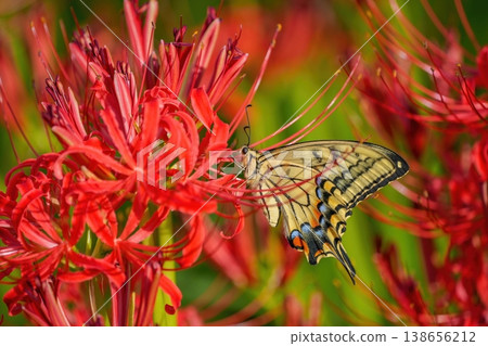 A swallowtail butterfly sipping nectar from a red spider lily (Lycoris radiata) - a close-up of an autumn natural scene. A swallowtail butterfly sipping nectar from a red spider lily (Lycoris radiata) - a close-up of an autumn natural scene. 138656212