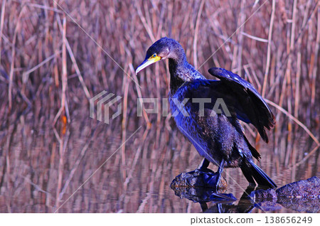 Cormorant spreading wings Cormorant spreading wings 138656249