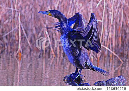 Cormorant spreading wings 138656256